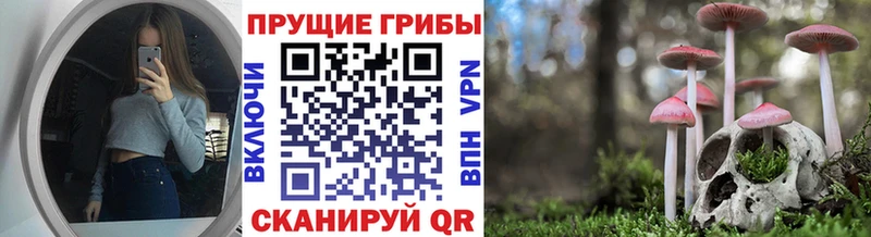 площадка клад  где можно купить   Майкоп  Псилоцибиновые грибы Cubensis 
